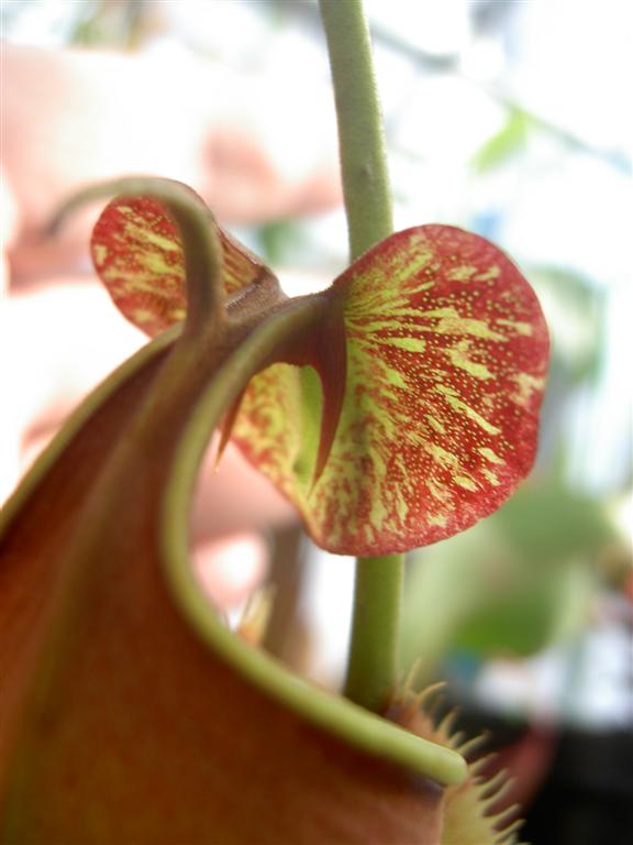 Nepenthes bicalcarata 'Red Flush' 4